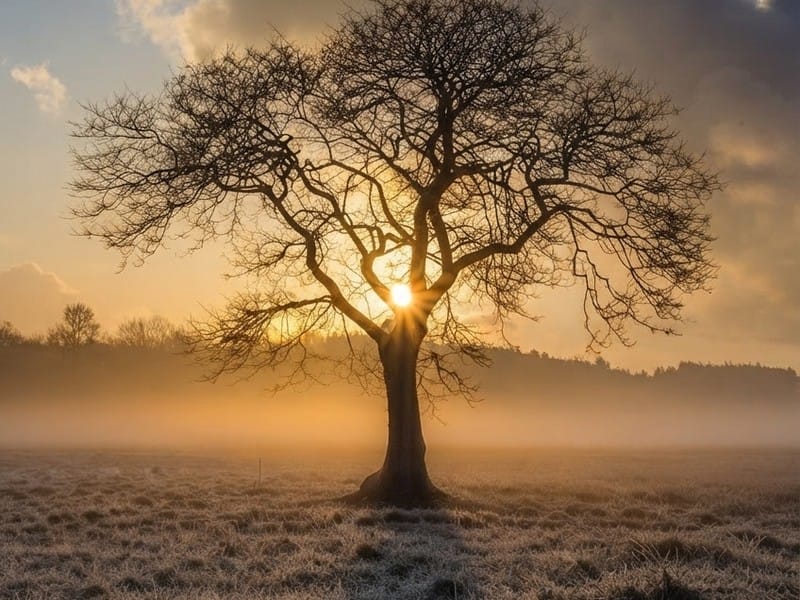 A bare tree stands in the center of a frosty field with the sun shining through its branches above a layer of low-lying fog.